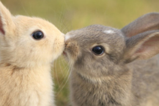 兔子可以吃杨梅吗