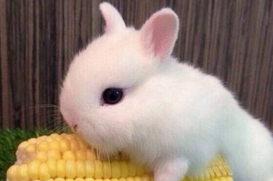 兔子可以吃杨梅吗