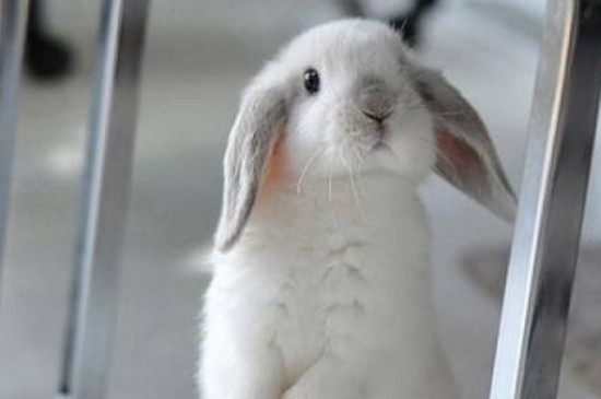 兔子一只耳朵耷拉下来了怎么回事