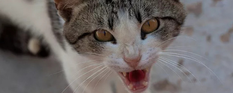 猫咪一直张嘴哈气是什么原因