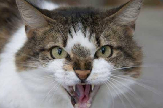 猫咪一直张嘴哈气是什么原因