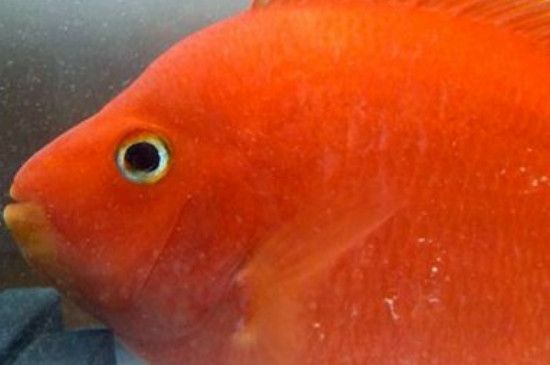 红鹦鹉鱼身上发白是什么原因