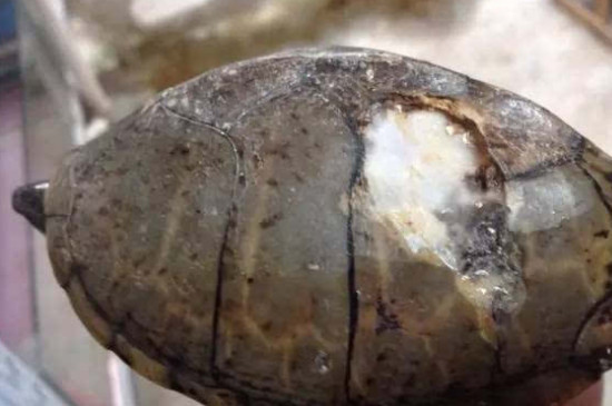 乌龟烂壳是什么原因引起的
