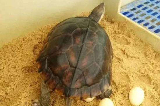 乌龟多大可以繁殖
