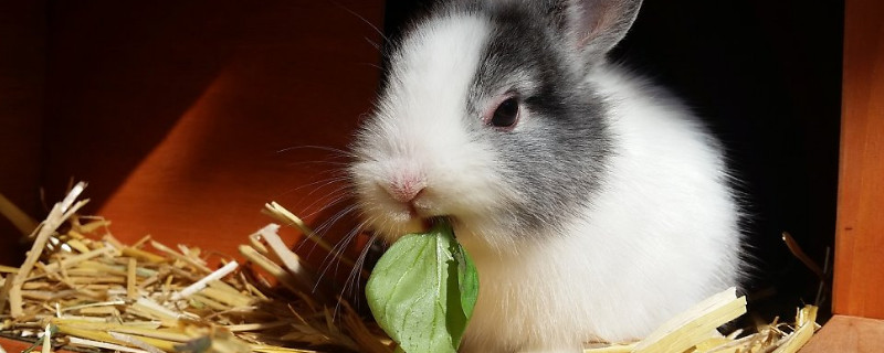 兔子能吃马齿苋菜吗