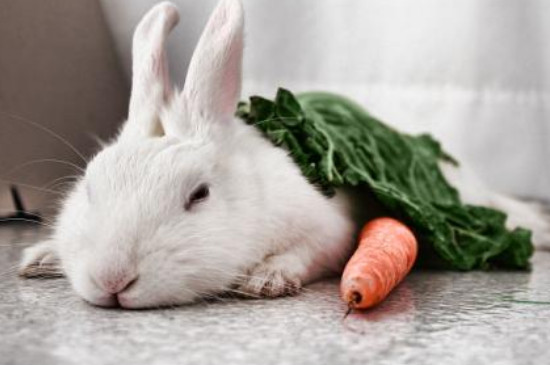 兔子能吃马齿苋菜吗