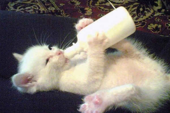 猫猫可以喝纯牛奶吗?