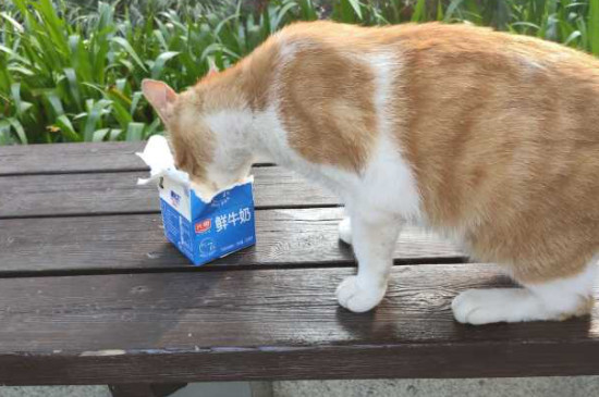 猫猫可以喝纯牛奶吗?