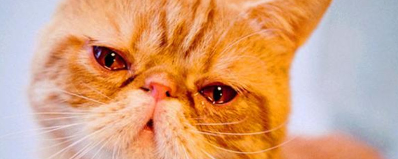 猫咪有泪痕怎么去除