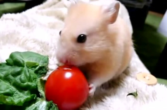 仓鼠可以吃西红柿吗