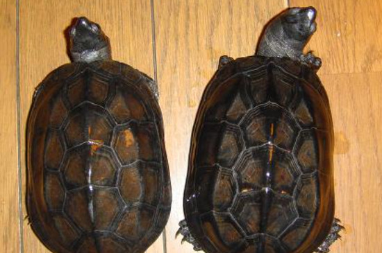 乌龟怎么区分雌和雄