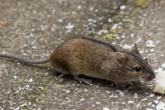 老鼠和仓鼠有什么区别吗?