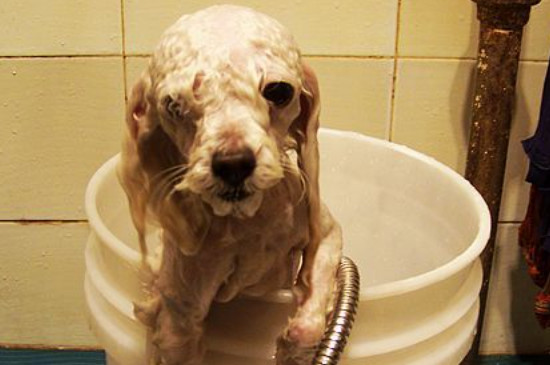 狗狗洗澡自然晾干可以吗