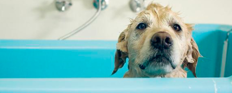 狗狗洗澡自然晾干可以吗