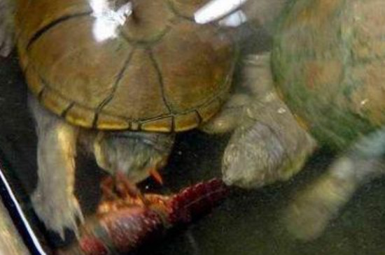 乌龟拒绝进食怎么办
