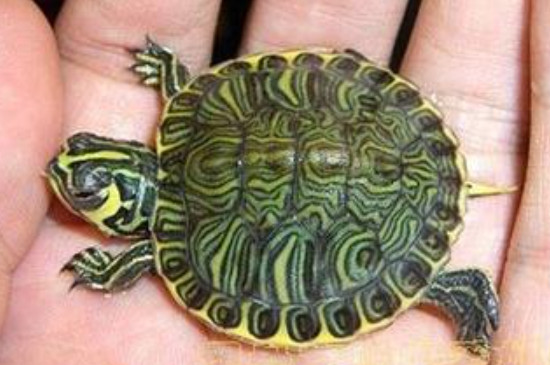 巴西龟是水龟还是陆龟