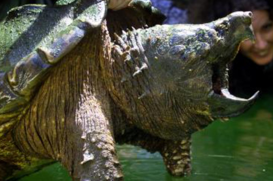 鳄龟如何分辨公母