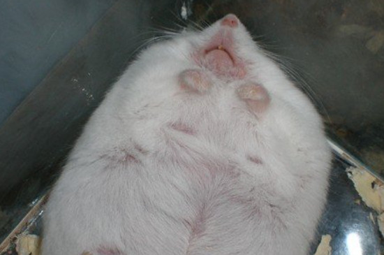 仓鼠很瘦怎么增肥