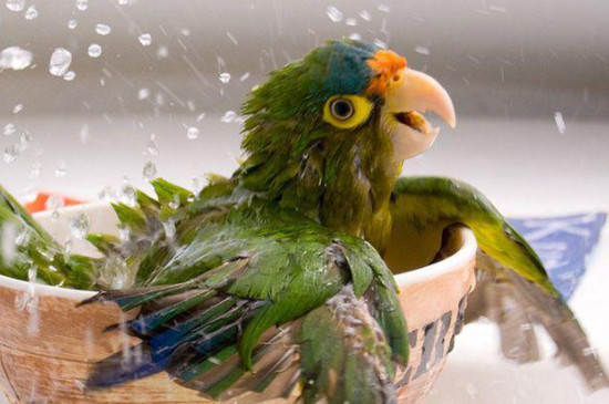 鹦鹉洗完澡后怎么处理