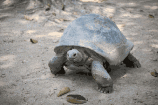 长寿龟可以深水养吗
