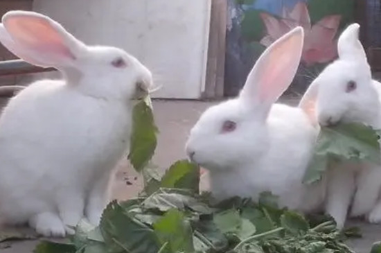 兔子不吃提摩西草怎么办
