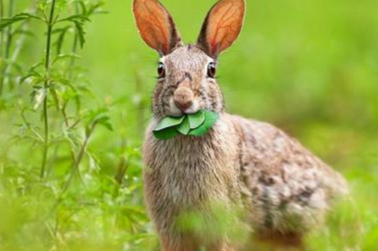 兔子不吃提摩西草怎么办