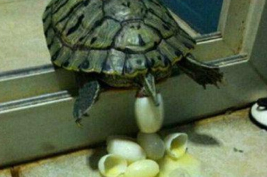 乌龟把蛋下水里能活吗