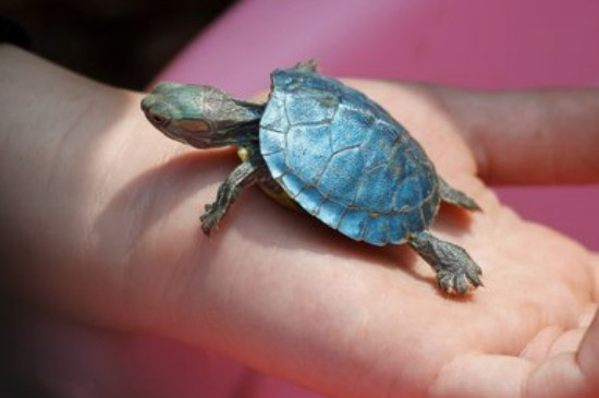 小乌龟龟壳边缘发黑是为什么