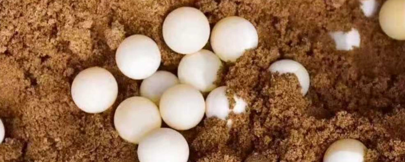 乌龟生的蛋怎样才能孵化