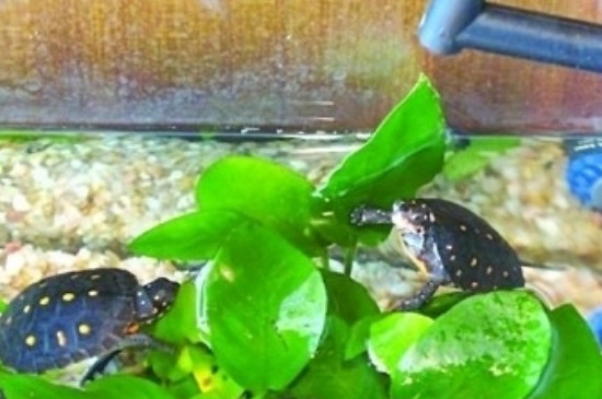 乌龟能养在家里吗