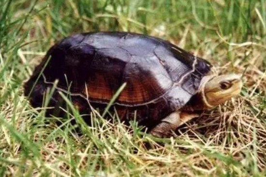 养了多年的乌龟可以放生吗