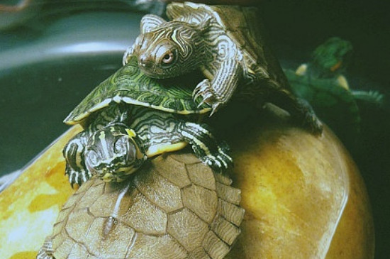 二十斤鳄鱼龟需多少年