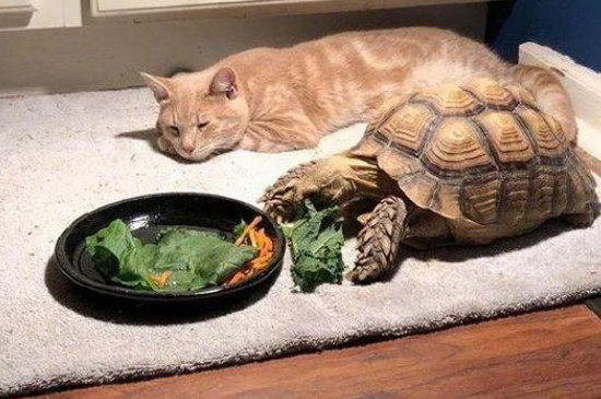 乌龟能吃什么东西呀