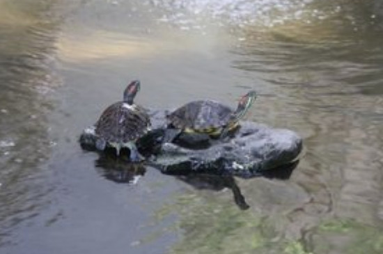 软壳病会导致乌龟死亡吗