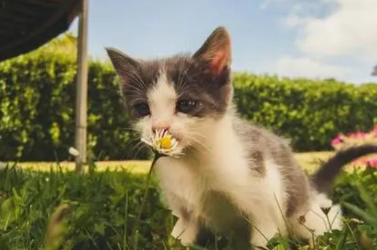 蜱虫的头在猫体内怎么办