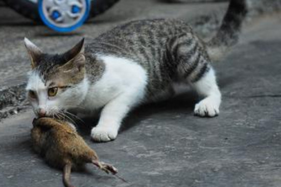 猫吃了死老鼠中毒了可以救吗