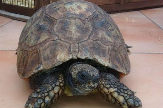 乌龟一岁等于几年