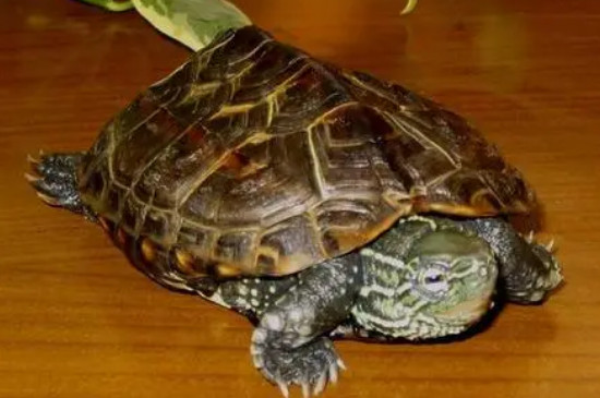 家里养的乌龟跑了怎么才能找到