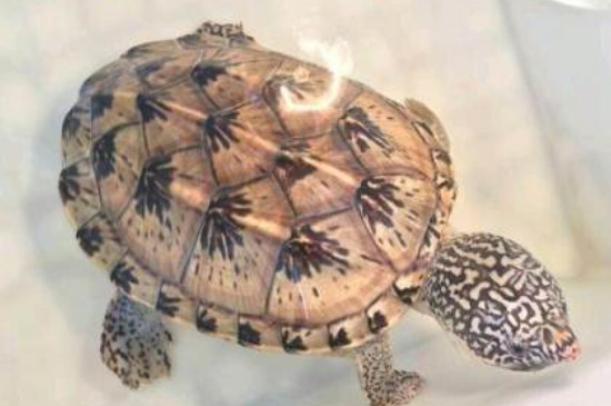 墨蛋龟是深水龟吗