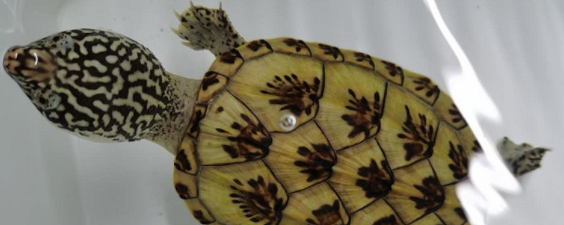 墨蛋龟是深水龟吗