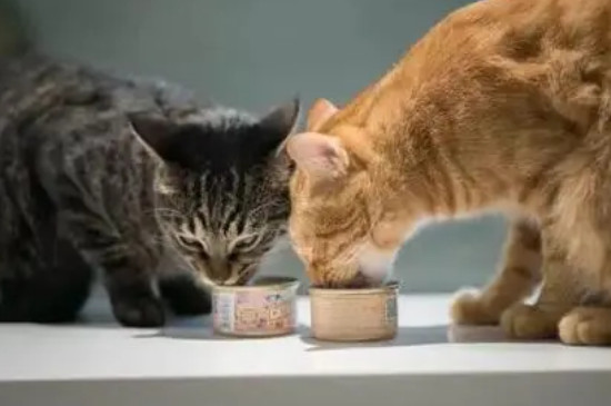 小猫喜欢吃什么东西