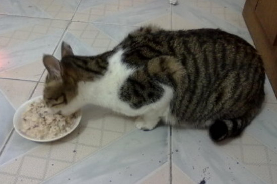 小猫喜欢吃什么东西