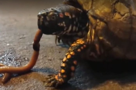 乌龟可以吃蚯蚓吗