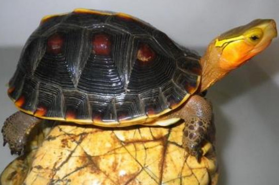 黄缘龟是陆龟还是水龟