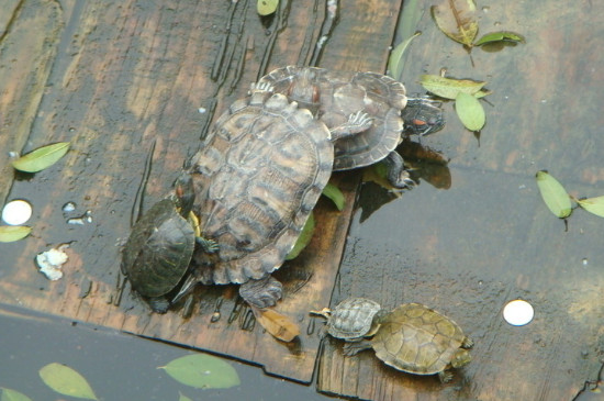 养小乌龟多久换一次水