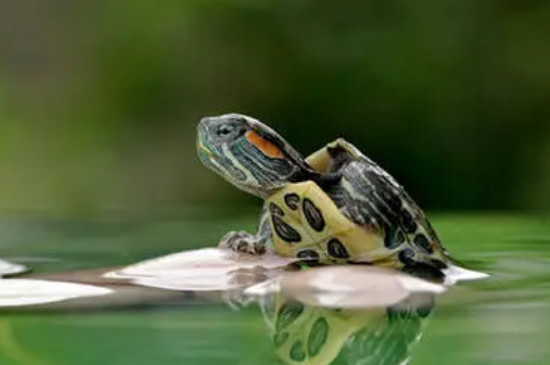 巴西龟夏天怎么养