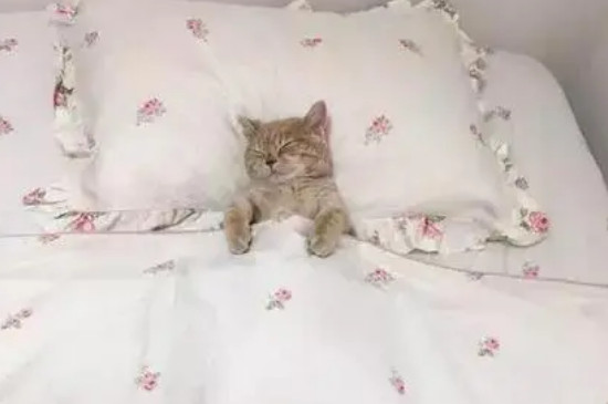 猫咪拉稀没精神爱睡觉怎么回事啊