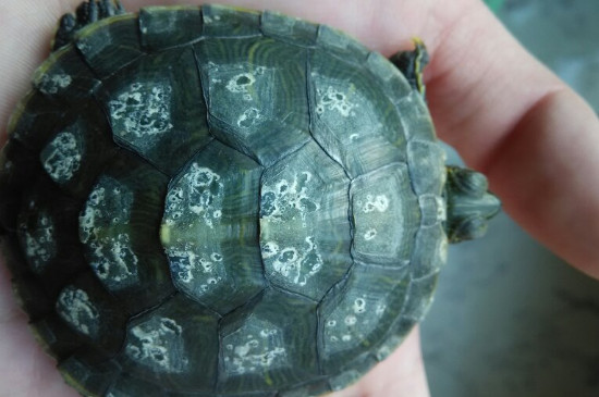巴西龟蜕皮是什么症状