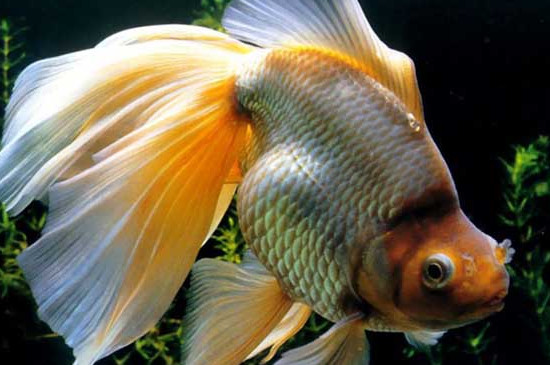 金鱼养久了为什么会变白色