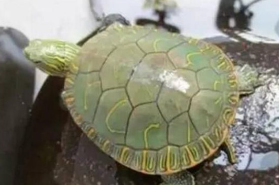 小乌龟多久能长大